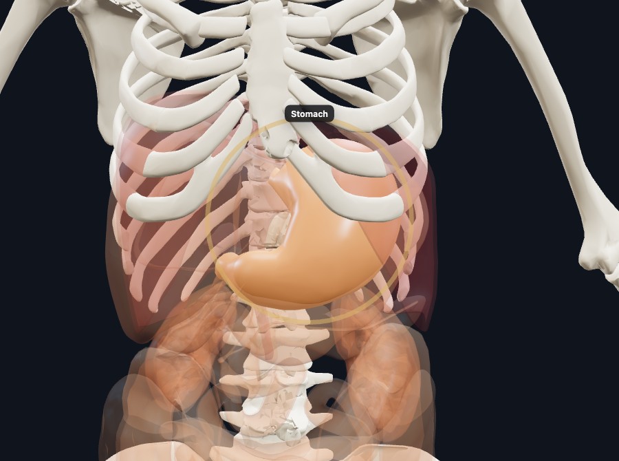 The female body