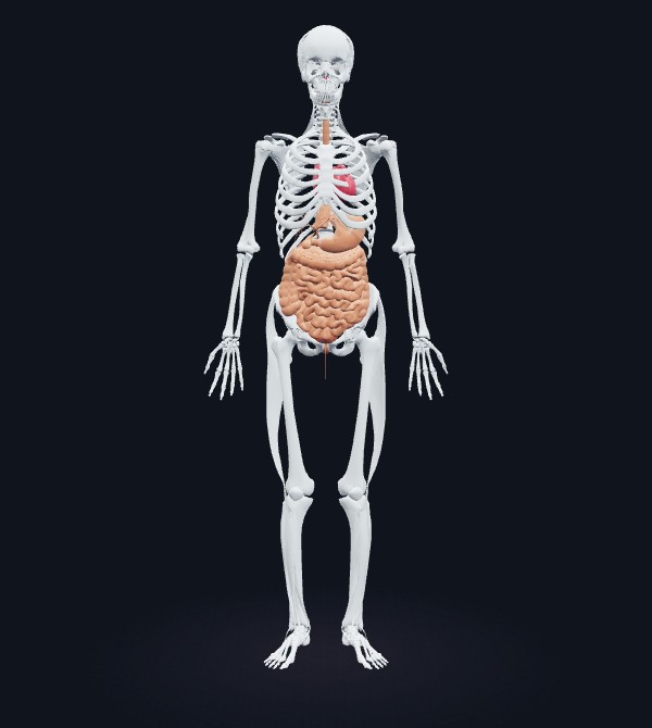 X-ray view